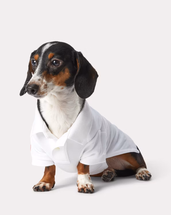 Big Pony Cotton Mesh Dog Polo Shirt